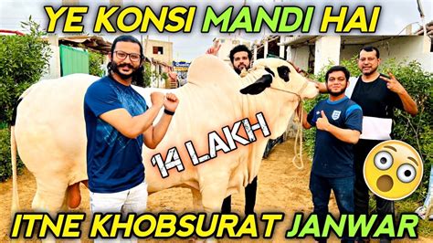 Ye Konsi Mandi Hai Itne Khobsurat Janwar Cow Mandi 2023 Mandi