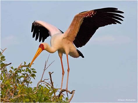 Yellow Billed Stork Focusing On Wildlife