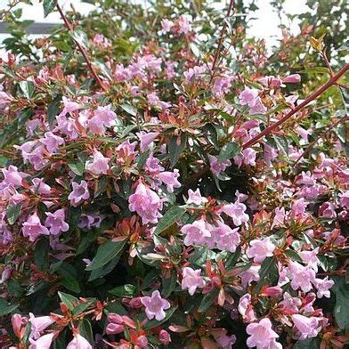 Shop the Edward Goucher Abelia | ShrubHub Nursery