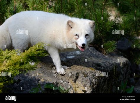 Polar Fox Hi Res Stock Photography And Images Alamy