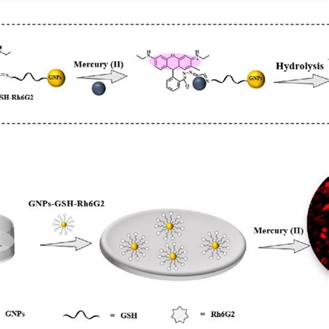 A Schematic Illustration Of The Release Mechanism Of Gnps Gsh Rh6g2