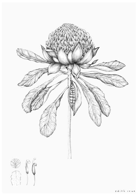 Australian Native Flowers Drawing