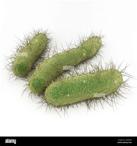 Escherichia Coli Bacteria Cell Hi Res Stock Photography And Images Alamy