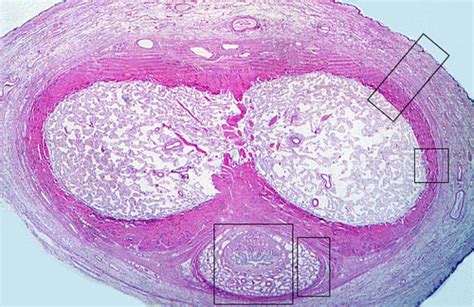 Histology Of The Reproductive System Flashcards Quizlet