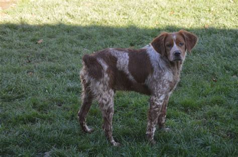 Chien Epagneul Breton Soler Des Landes De Pav E