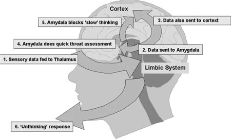 The Amygdala By Pass System