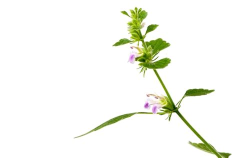 Premium Photo Coriander Branch Green Leaves Isolated On White Background