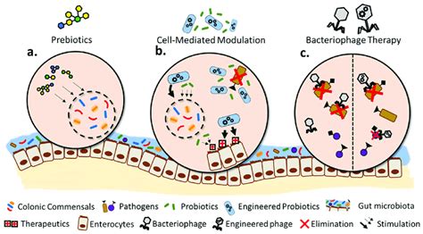 Cómo los probióticos alteran el microbioma intestinal Parte 1