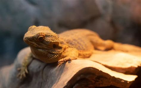 Basking In The Glow Perfect Lighting Environment For Bearded Dragon
