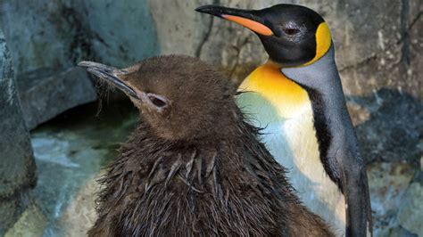 First King Penguin Hatches At Central Park Zoo Nbc New York