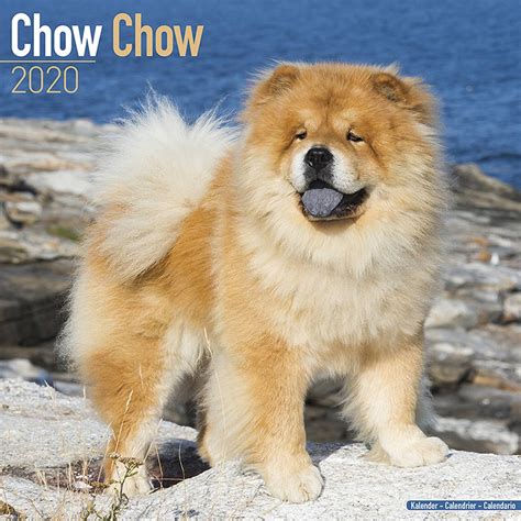 Chow Chow Calendar 2020 - Chow Chow Dog Breed Calendar - Chow Chows Premium Wall Calendar 2020 ...