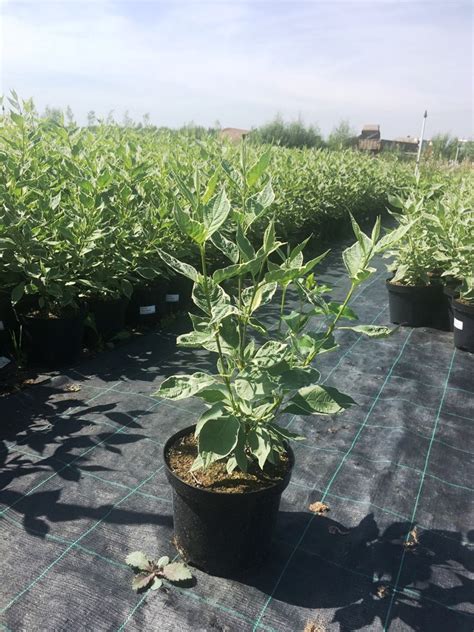 Дерен белый Сибирика Вариегата купить по низкой цене в питомнике Агро-ра