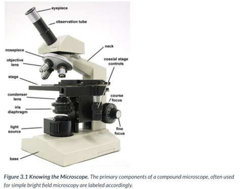 Module 3 Microscopy Flashcards Quizlet