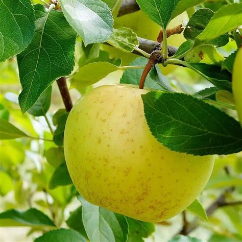 Honeygold Apple Tree For Sale 4 5ft Bareroot Organic Apple Plant