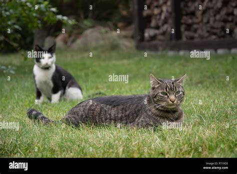 Cats Tail Grass Hi Res Stock Photography And Images Alamy