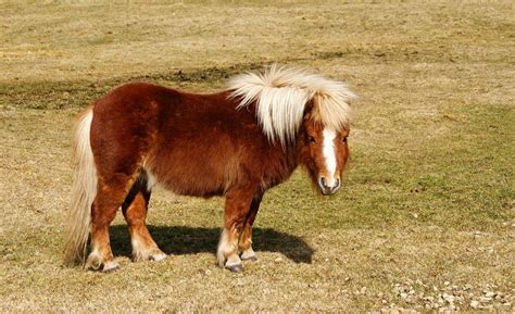 Ces galères de poney trop mignon auxquelles on ne pense jamais Contre