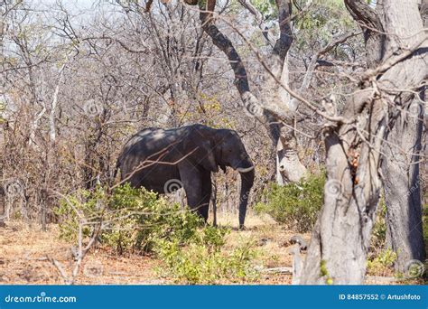 Réservation De Jeu De Moremi D éléphant Africain Delta D Okavango