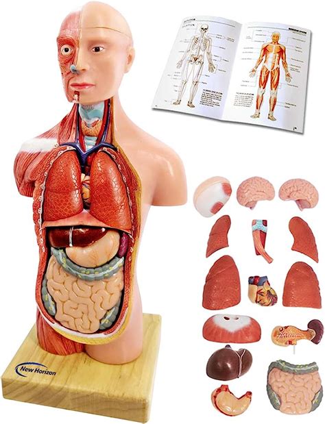 Introducir 49 Imagen Modelo Anatomico Del Cuerpo Humano Precio