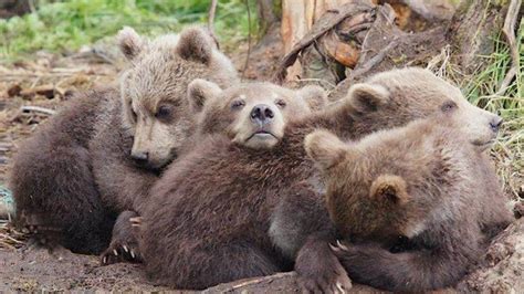 🥇 Animals cubs bears baby wallpaper | (40144)