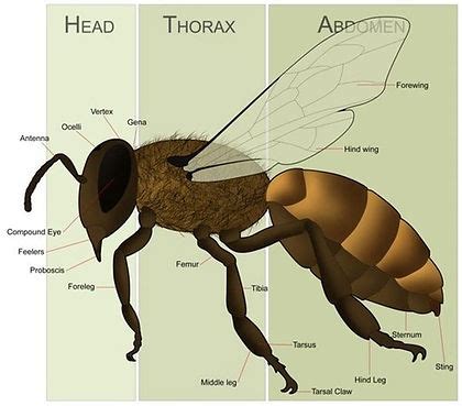 Worker Bee Anatomy | honey-bee