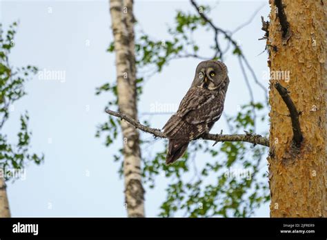 Adult Great Grey Owl Strix Nebulosa Sitting In A Pine Tree Norrbotten