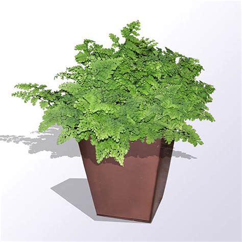 Indoor Fern Plant Care - Guzman's Garden Centers