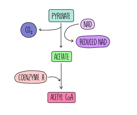 Respiration A Level — The Science Sauce