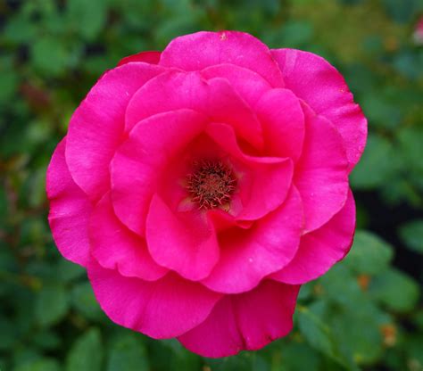 Fame Portland International Rose Test Garden Todd Ar Flickr