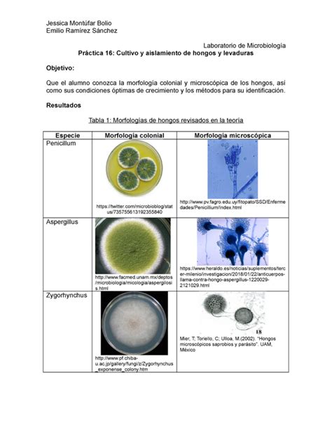 Práctica de Hongos y Levaduras en Microbiología Un estudio detallado