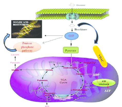 Role Of Hexokinase And Its Major Partners Delivery Of Glucose To