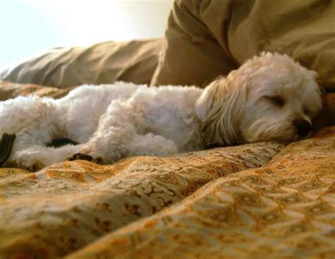 Dog Sleep 101: Dreaming, Snoring & Sleeping Dog Patterns Explained ...
