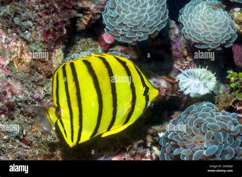 Eight Banded Butterflyfish Chaetodon Octofasciatus With Euphyllia