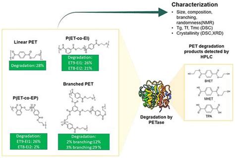 Elucidating The Effect Of Polyethylene Terephthalate Chain Structure On