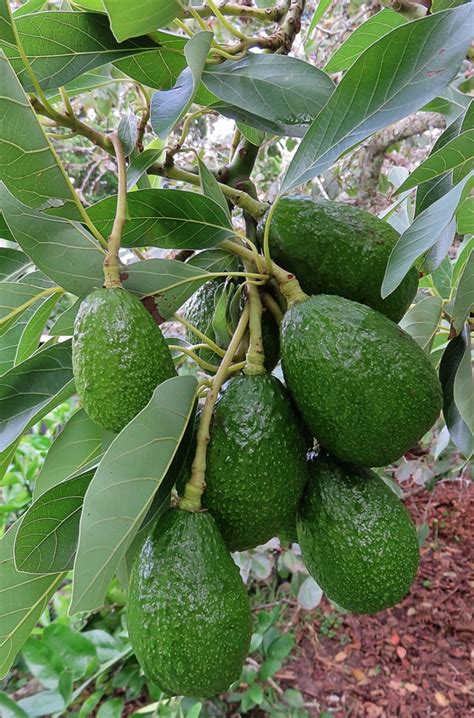 Comment Faire Pousser Un Avocatier Partir D Un Noyau Nutri Green