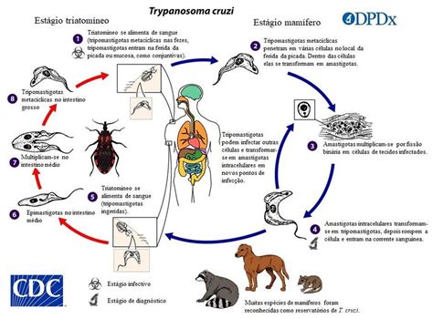 Ciclo Do Trypanosoma Cruzi SOLOLEARN