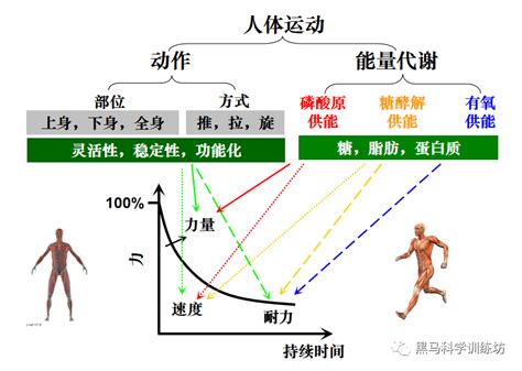 动作与能量代谢视角下的体能运动人体and