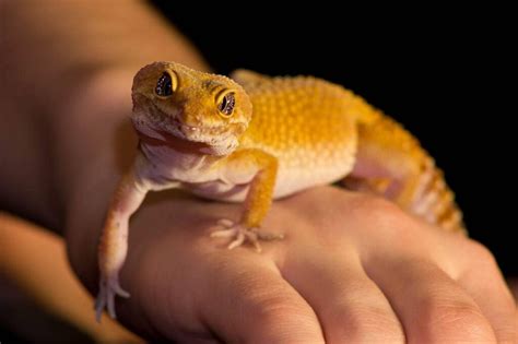 Do Leopard Geckos Bite Surprising Facts FAQ PangoVet