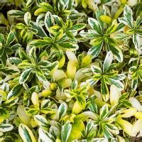 Купить саженцы многолетников в Беларуси, заказать корневища прочих ...