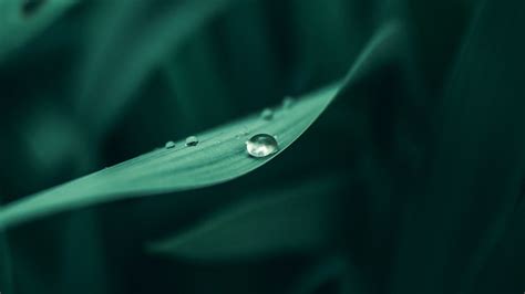 Nature Water Drops Leaves Plants Macro Hd Wallpaper