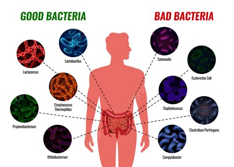 Bacterias Boas E Ruins - Cartaz De Bactérias Boas E Ruins Com Símbolos De Saúde E Tratamento ...