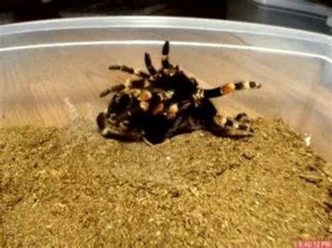 Time Lapse Video Of A Brachypelma Smithi Molt Youtube