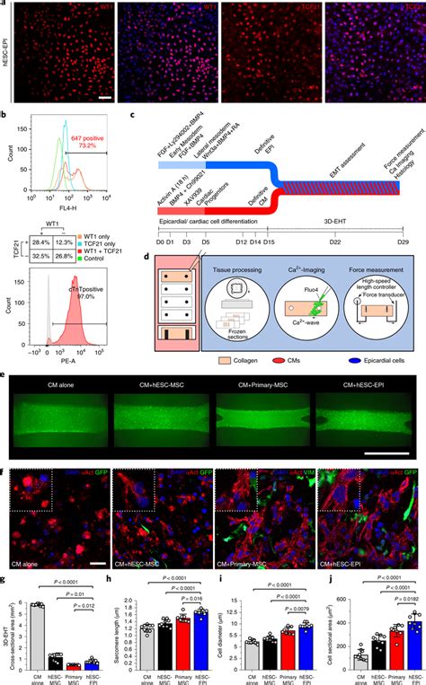 Generation And Maturation Of 3d Ehts Using Hesc Epis And Cms A Download Scientific Diagram