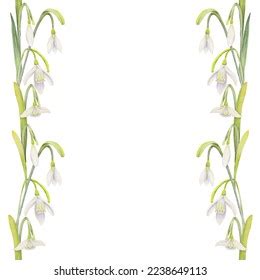 Snowdrop Border Images Stock Photos Vectors Shutterstock