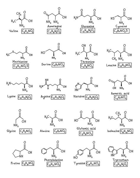 Amino Acids Chart