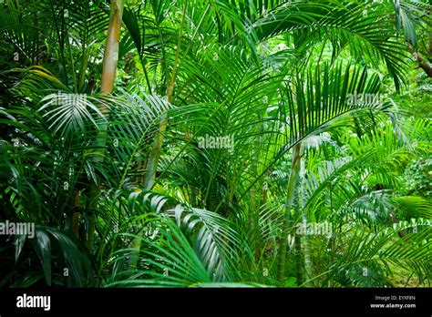 Tropical Lush Green Palm Tree Jungle Background Stock Photo Alamy