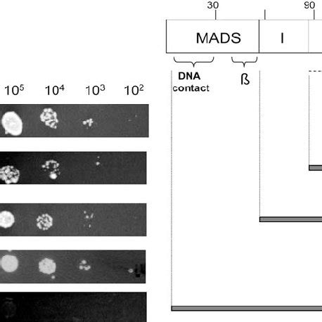 Mapping Of The Minimal Interaction Domains Of ABS And SEP3 A SEP3 IK