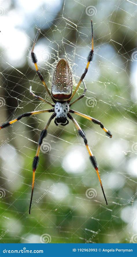 Aranha De Seda Dourada Numa Teia Imagem De Stock Imagem De Rede