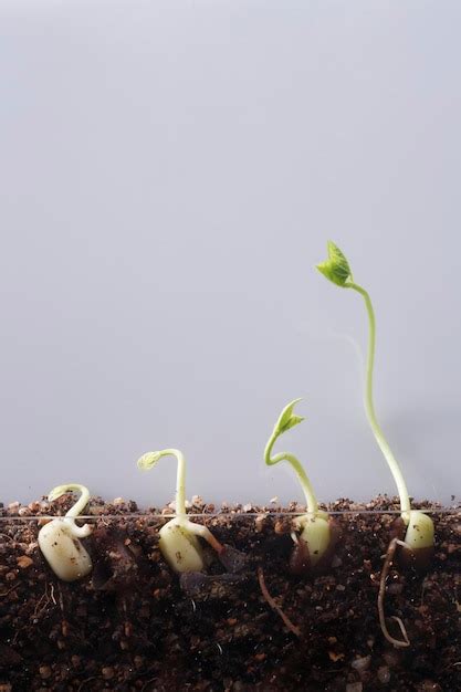 Crecimiento de brotes jóvenes de cerca Foto Premium