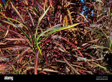 Fire Croton Or Codiaeum Variegatum Closeup Narrow Leaves Of Zanzibar