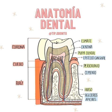 Anatomia Dental Mind Map